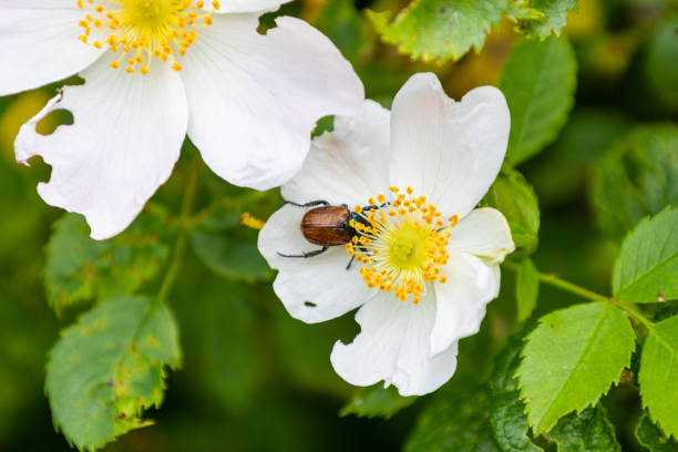 istock a garden beetle (Anthriscus sylvestris) being fed on a dog rose (Rosa canina). 1522690021