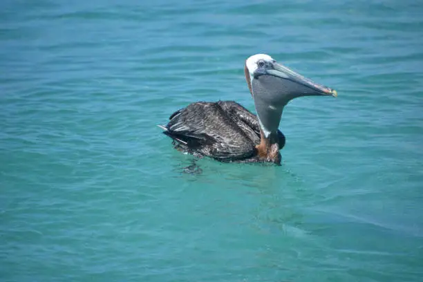 A large pelican swallowing a fish while floating in tropical waters.