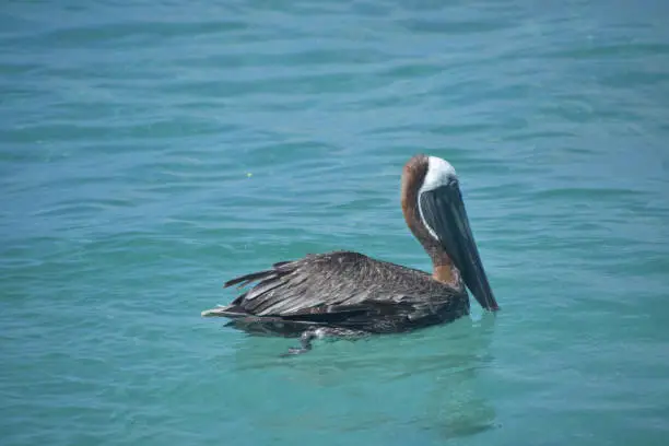 Beautiful large pelican floating and swimming in the tropical ocean waters.