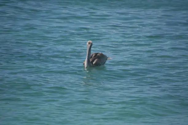 Large gray pelican bird floating in the water off of Aruba.
