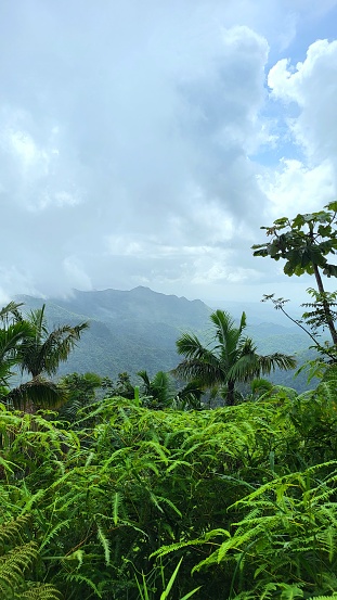Forest scenery with mountains and clouds in the background landscape