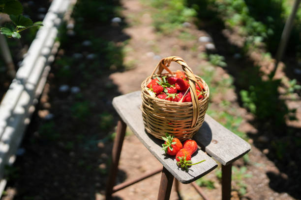 Wooden basket with strawberry