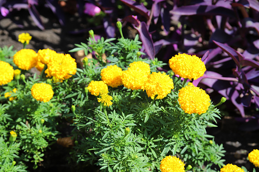 Beautiful yellow marigold flowers in ornamental garden