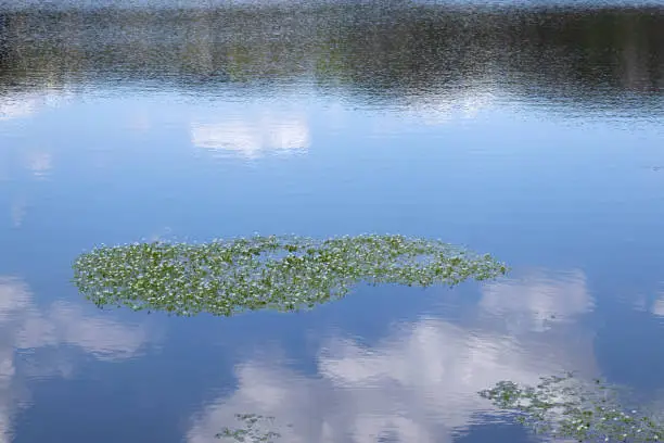 Aquatic plants with flowers and leaves growing on forest lake surface with a reflection of blue sky and clouds. Green algae organisms, water lilies, floral biodiversity concept.