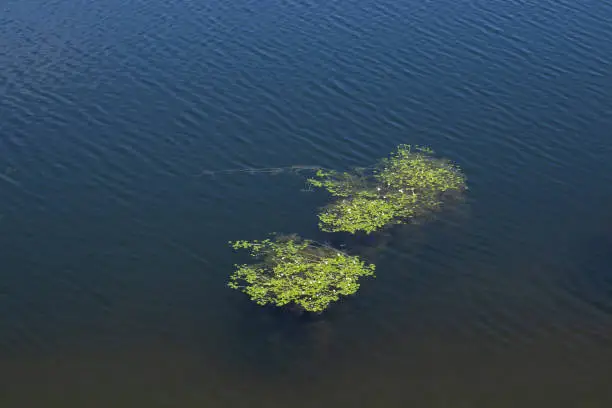 Aquatic plants with flowers and leaves growing on forest lake surface, green algae organisms, water lilies, floral biodiversity.
