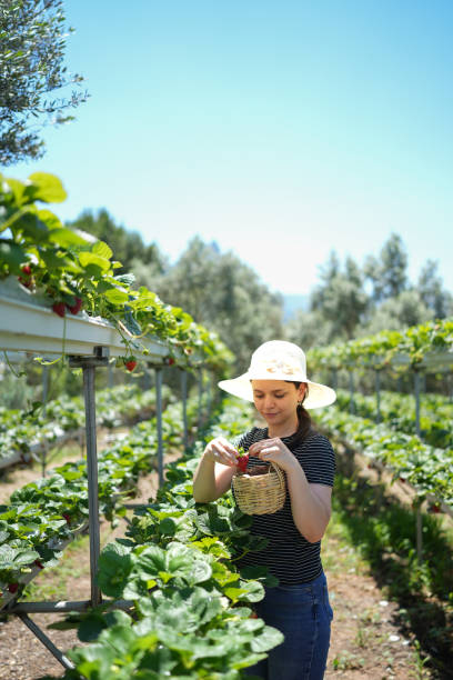 istock Female  Worker Picking Strawberries In Greenhouse 1522747847