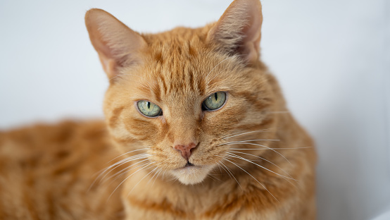 An orange tabby cat with green eyes looks directly into the camera. Close-up portrait on white studio background.