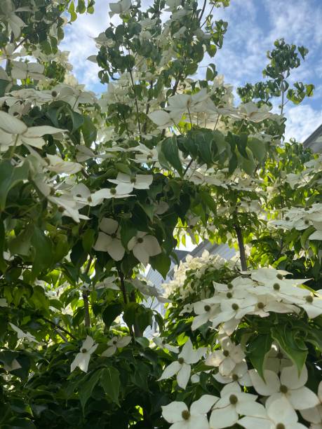 istock Flowering Dogwood Tree 1522762498