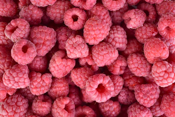 istock Fresh raspberry background close up photo.Flet ley. 1522765109