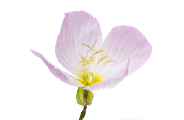istock evening primrose flower isolated 1522786458