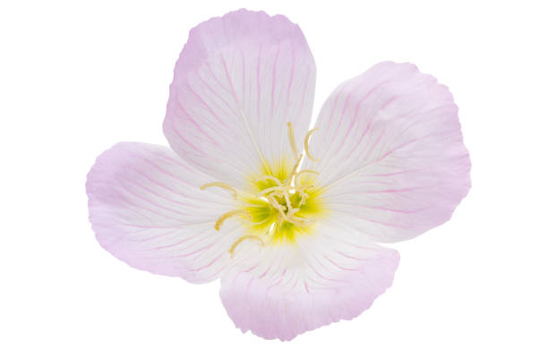 istock evening primrose flower isolated 1522786973