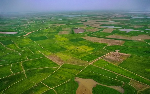 Aerial view of vast crop fields. All you can see is green paddy fields