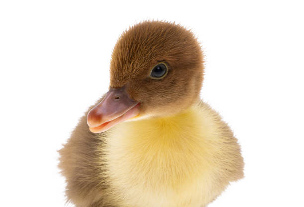 little duckling isolated on white background