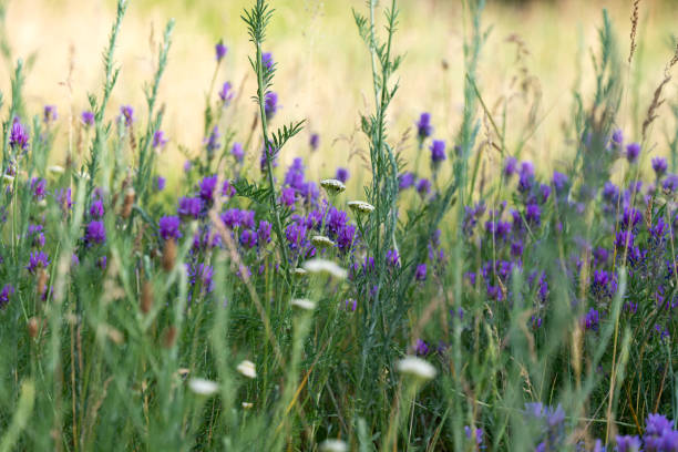 istock meadow flowers growing in summer 1522812986