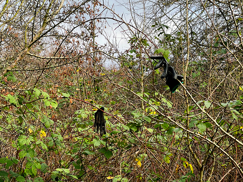 Rubber gloves thrown in a hedge
