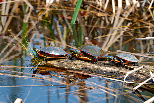 Three painted turtle close-up side view standing on a moss log with marsh vegetation in their environment and habitat surrounding. Turtle Picture.