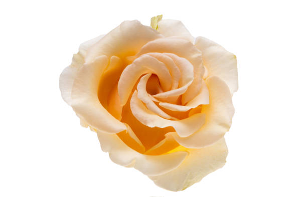 A view of a rose flower in a garden