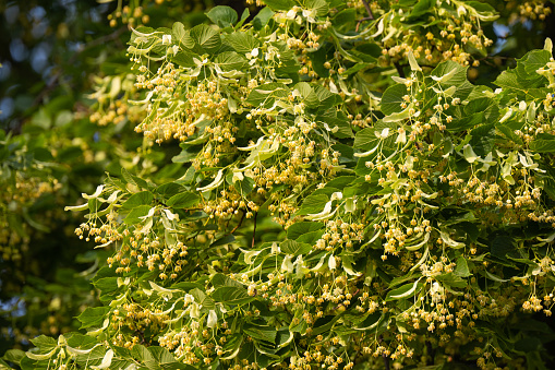 blossoming linden tree in summer