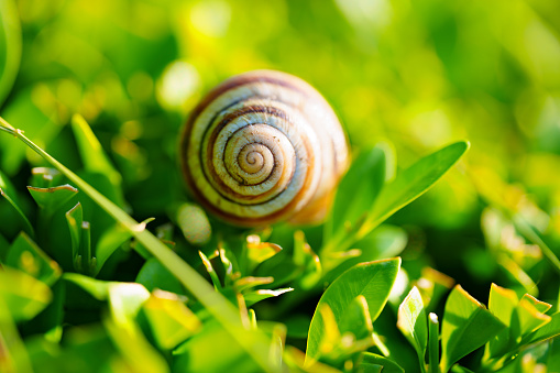 Snail among green wet grass