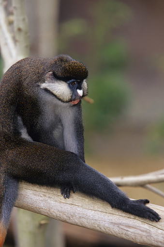 Guenons are a diverse group of Old World monkeys, characterized by enormous cheek pouches that they stuff with food opportunistically as they forage.