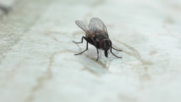 Macro shooting of an ordinary fly on the table for food on the street.