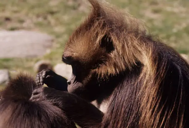 The gelada  sometimes called the bleeding-heart monkey or the gelada baboon, is a species of Old World monkey found only in the Ethiopian Highlands