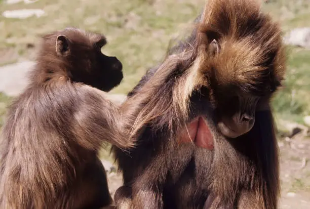 The gelada  sometimes called the bleeding-heart monkey or the gelada baboon, is a species of Old World monkey found only in the Ethiopian Highlands