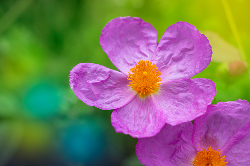 Pink rock-rose or hoary rock-rose wild flower isolated on green background. Cistus creticus.
