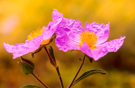 Pink and yellow wild  flowers of Europe