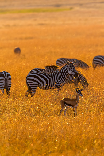 One Thomson's Gazelle and Plains Zebras in Wildlife