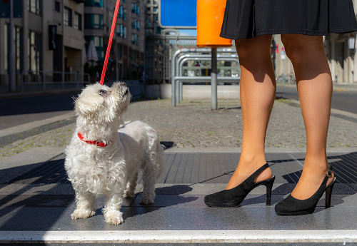 Legs of beautiful woman and a white dog looking up, Berlin central Friedrichstr.