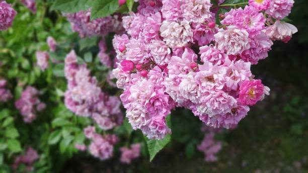 istock Pink summer roses 1522910681