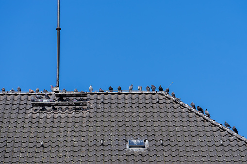 Pigeons sitting on rooftop against clear blue sky, Berlin Charlottenburg