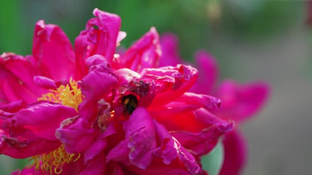 A bee flies on a crimson peony flower.
