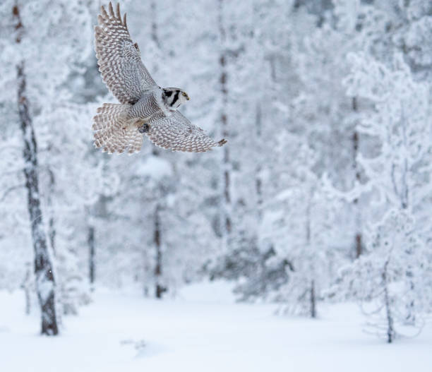 istock Northern Hawk Owl, Surnia ulula 1522936807
