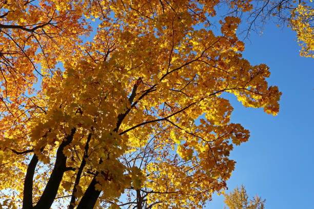 istock Yellow trees in a landscape park in autumn. 1522937350
