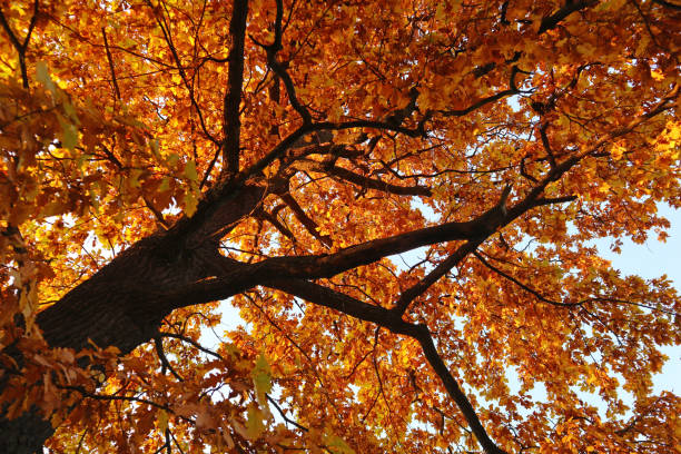 istock Oak tree trunk, branches and yellow leaves illuminated by the bright autumn sun. 1522938940