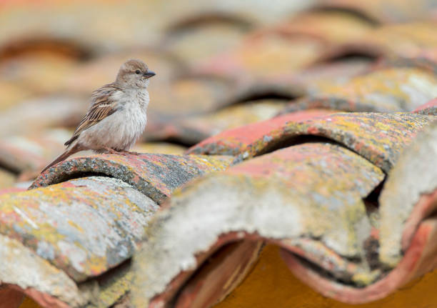 House Sparrow, Passer domesticus, in Castile et León Spain. Female on top of old roof.