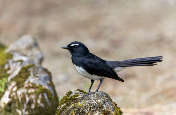 istock Willie Wagtail, Rhipidura leucophrys melaleuca 1522939100