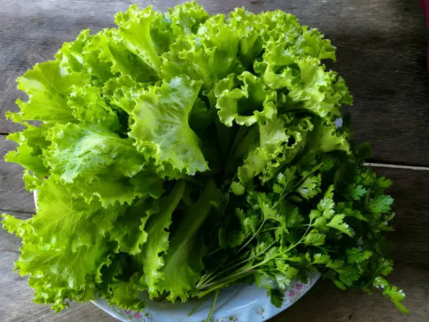 Lettuce and cilantro, picked fresh from the garden