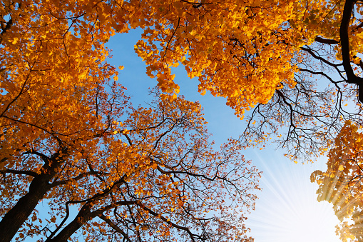 Bright nature image on a sunny day.