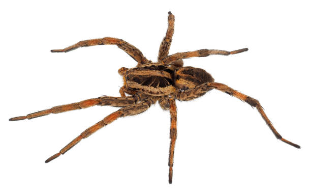 istock Radiated wolf spider isolated on white background, Hogna radiata 1522960257