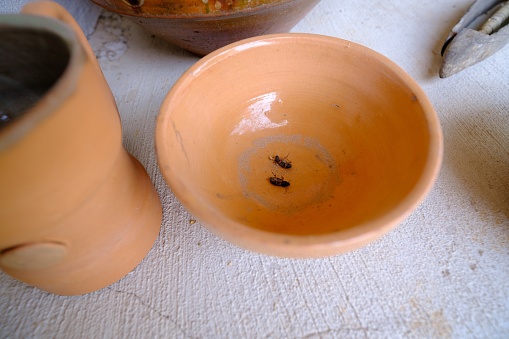 an ancient brown clay bowl. Two insects in a bowl.