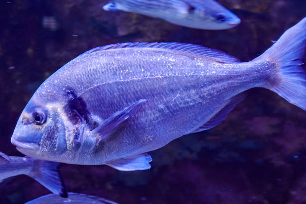 istock Big gilthead fish swimming in aquarium with other fish 1522971173