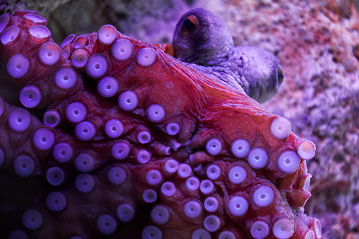 Curious octopus swimming underwater and gazing into camera. Big wildlife animals in the aquarium