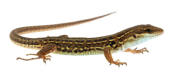 istock The Italian wall lizard isolated on white background, Podarcis siculus 1522977149