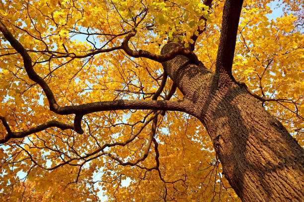 istock Maple tree trunk, branches and yellow leaves illuminated by the bright autumn sun. 1522978709