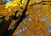 Maple tree trunk, branches and yellow leaves illuminated by the bright autumn sun.
