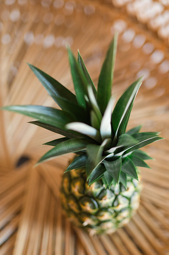 Fresh Homegrown Green Pineapple Sitting on a Rattan Chair in a Home in West Palm Beach, Florida