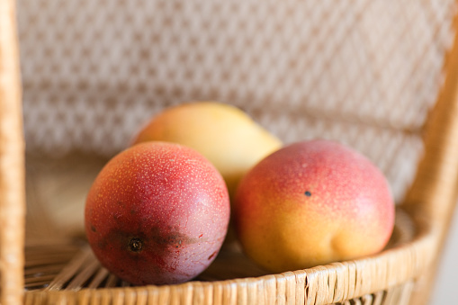 Three Large Homegrown Vibrant Red, Purple & Yellow Mangos Sitting on a Vintage Rattan Chair,  Mangos From a Backyard Mango Tree in South Florida in the Summer of 2023